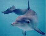 maui-dolphin