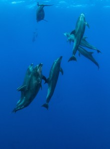 Bottlenose Dolphin