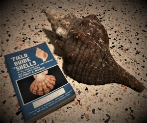 field guide and horse conch