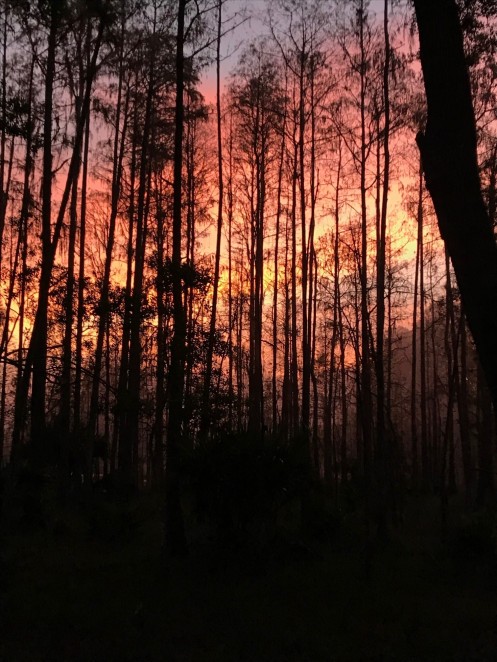 starkey woods on fire sunrise